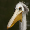 Pelican