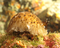 Dendrodoris gr…