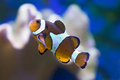 04 nemo