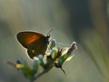 Coenonympha gl&hellip;
