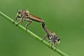 Robber flies i&hellip;