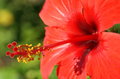 hibiskus