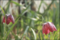 Fritillaria me…