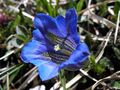 Gentiana clusii