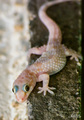 Macaklina