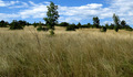 Istarska savana