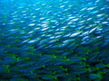 Yellow tail Sc…
