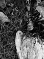 Grass and Bone&hellip;