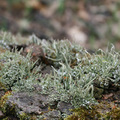 Cladonia conio…