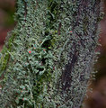 Cladonia macil…