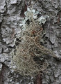 Usnea rubicunda