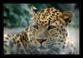 Leopardov pogl…