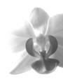 orchid