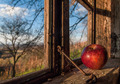 Apple in Window