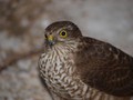 Škanjac (Buteo Buteo)